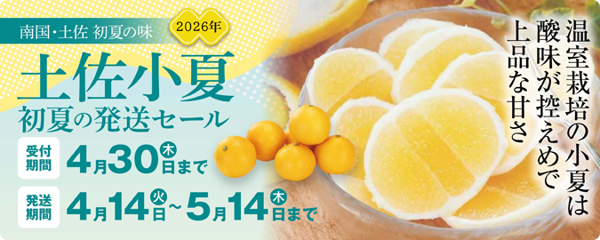 2026土佐小夏発送セール