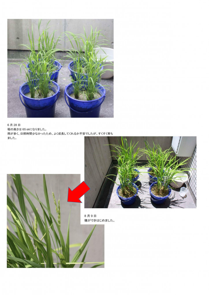県立大バケツ稲2